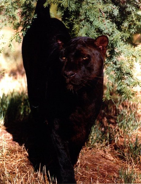 Blackpanther - 37.jpg